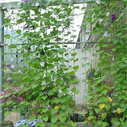 1,8x1,8 м для лазания сад зеленый нейлон шпалеры плетения Поддержка восхождение фасоль сетей растут забор