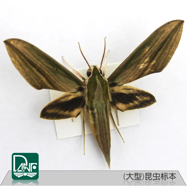 Insect Specimens Beetle/locust/mantis Specimens Science Teaching Equipment Child Gift