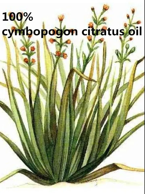 Cymbopogon citratus эфирное масло AKARZ Лидирующий бренд тела лицо спа-уход за кожей сообщение аромат лампы Ароматерапия масло цитронеллы