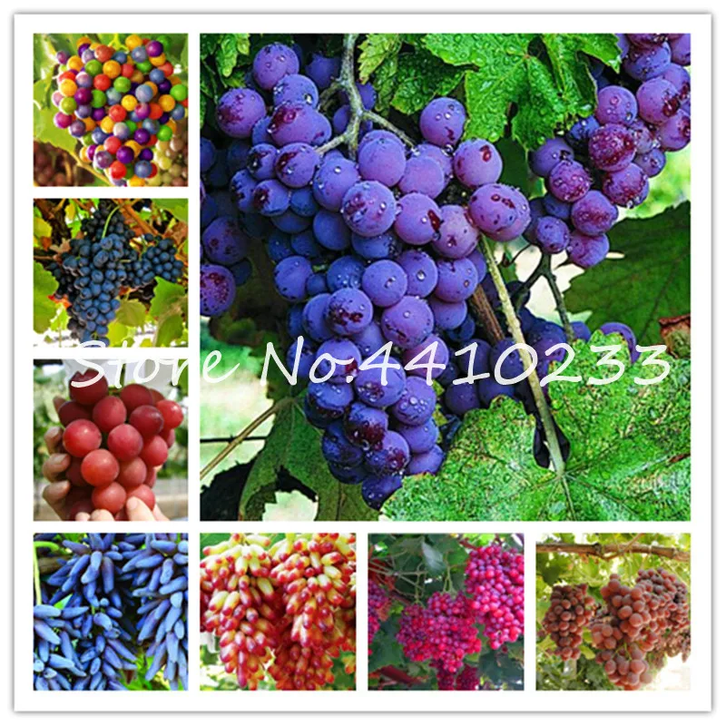 

50 Pcs Grape Bonsai Miniature Vine Delicious Sweet Fruit ,Gold Finger Grape Bonsais ,Courtyard Succulent Plants Four Seasons