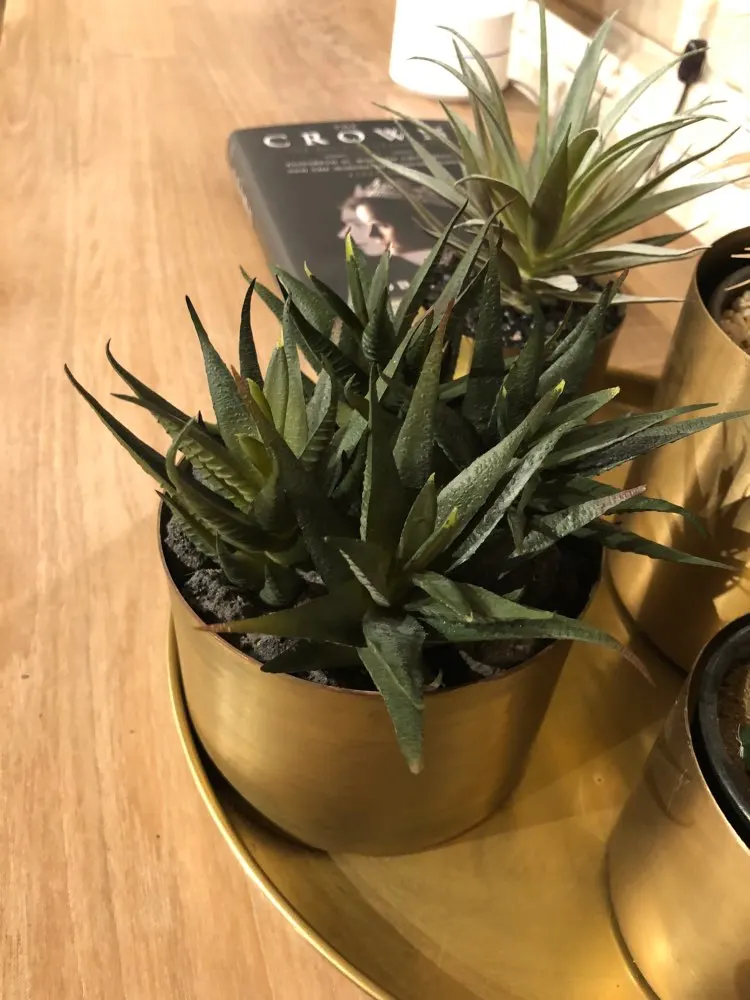 UTB89QnuAdoSdeJk43Owq6ya4XXaW