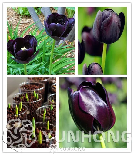

5 Particles Rare Black Tulips Flowers Bonsai Tulip Bonsai Flower Plants Beautiful Aromatic Plants It is Bulb (Not Tulip Bonsai