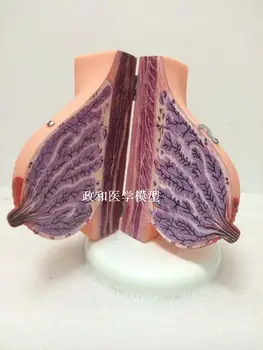 

pregnant women breast anatomical model prolactin division training model