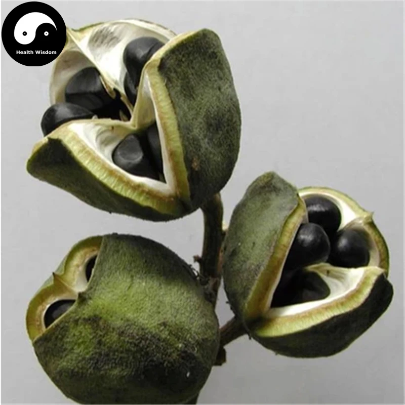 

Buy Xanthoceras Tree Semente 60pcs Plant Xanthoceras Sorbifolium For Wen Guan