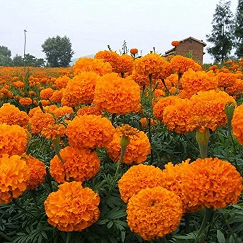 鹿耐性多年草40オレンジアステカマリーゴールド花100 本の種なる自己リライアントブルー Seed Orange Flower Seedflower Humidifier Aliexpress