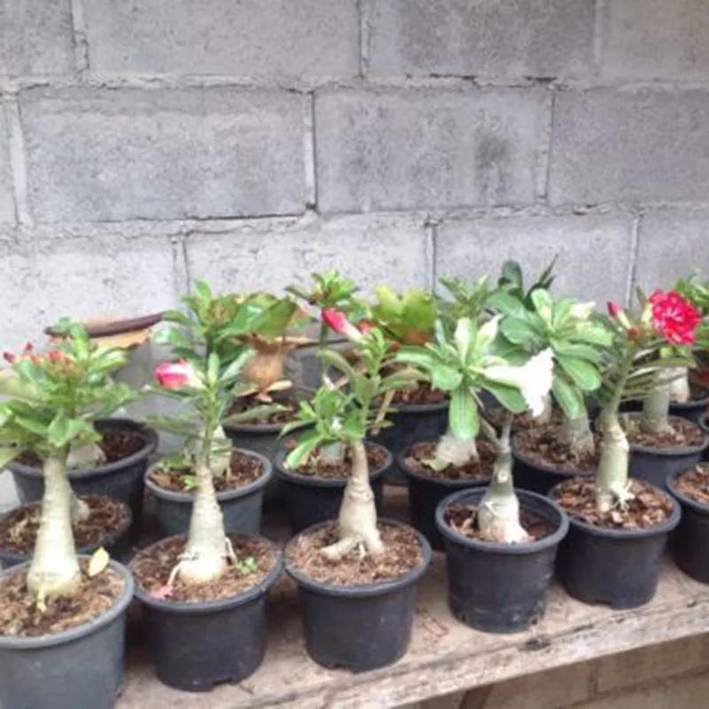 120Pcs Desert Rose Bonsai Mixed Color Varieties Plants Bonsai Indoor potted Adenium Obesum Flower For Garden Decoration BS 120Pcs Desert Rose Bonsai Mixed Color Varieties Plants Bonsai Indoor potted Adenium Obesum Flower For Garden Decoration BS