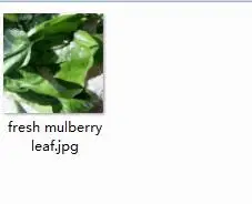 50 шт. набор свежий лист тутового дерева - Цвет: 50 fresh mulberry le