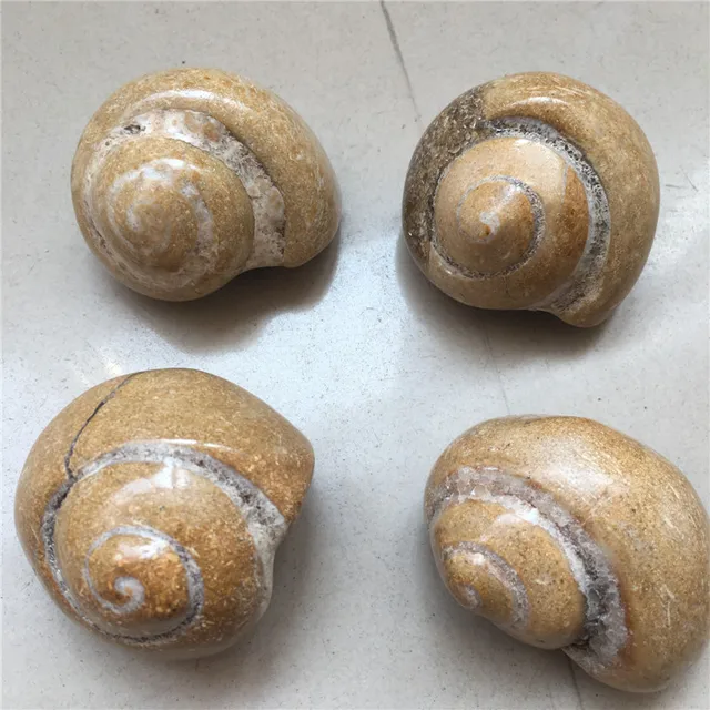 Best Price 1pcs drop shipping rare natural trochid conch fossil natural stones and minerals shell as collection for home decoration Best Price 1pcs drop shipping rare natural trochid conch fossil natural stones and minerals shell as collection for home decoration
