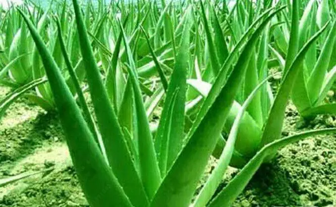 Resultado de imagen de aloe vera