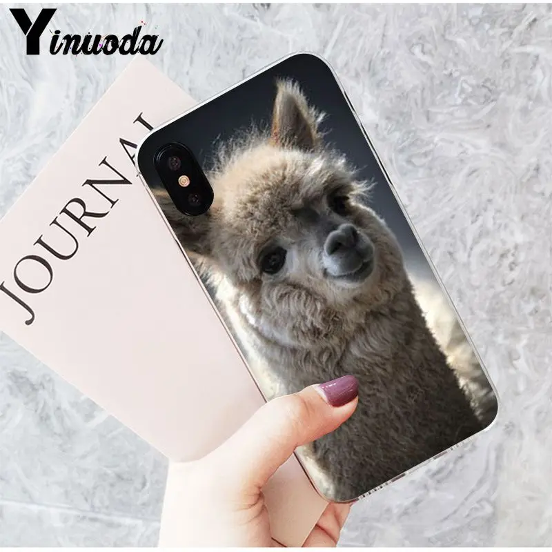 Lama Alpacas Animal