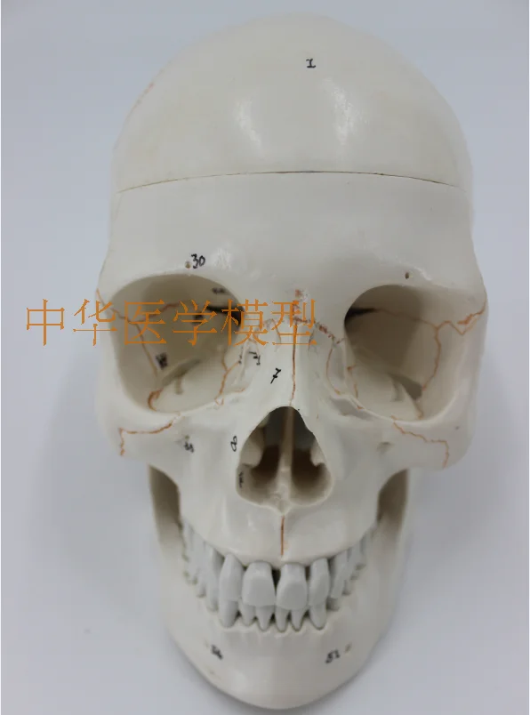 //img.alicdn.com/imgextra/i2/403496940/TB2Bmu1aJ0opuFjSZFxXXaDNVXa_!!403496940.png