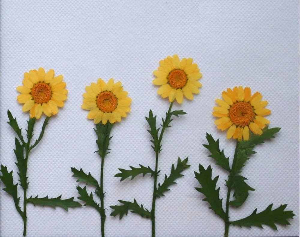 

120pcs Pressed Press Dried Sunflower Dry Flower Plants For Epoxy Resin Pendant Necklace Jewelry Making Craft DIY Accessories