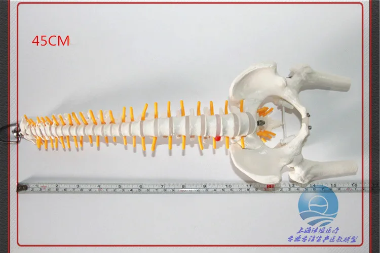 45 см Гибкий 1:1 взрослый Поясничный изгиб позвоночника модель человека скелет модель с спинальный диск Модель таза используется для массажа, йоги и т. д