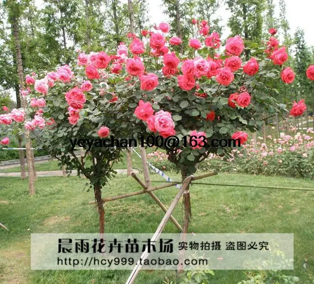 trees for home garden small formal garden design ideas completed various green plants trees furnished flowers - Trees For Home Garden trees for home garden small formal garden design ideas completed various green plants trees furnished flowers - Trees For Home Garden