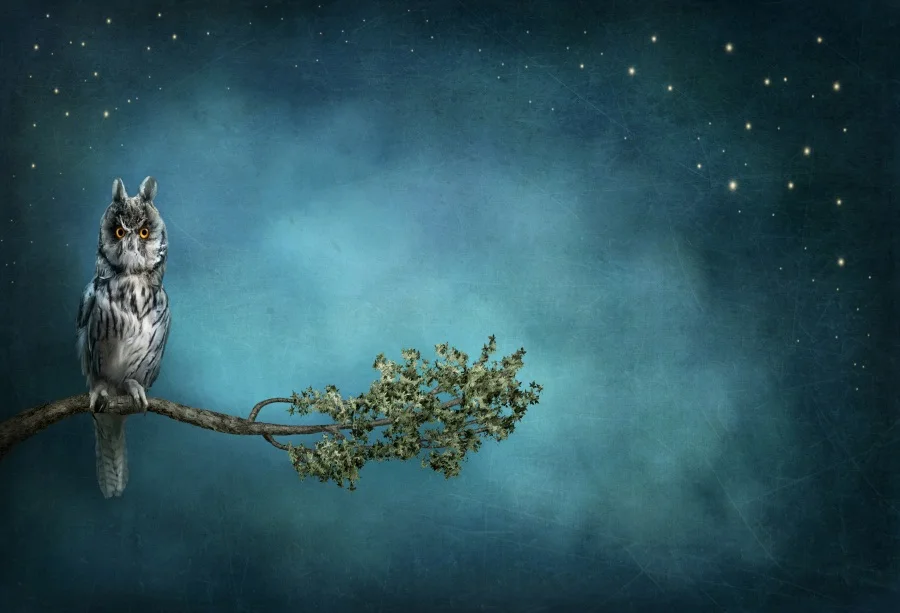 

Laeacco Owl Branch Night Sky Stars Halloween Baby Photography Backgrounds Customized Photographic Backdrops For Photo Studio