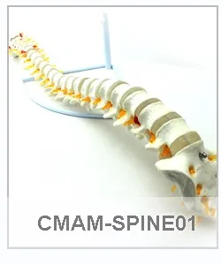 CMAM/12372 позвоночник, медицинская спинальная Колонка анатомическая модель человека