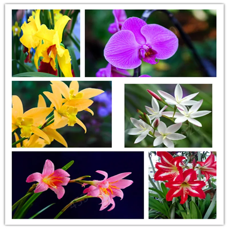 

200Pcs Red Cymbidium Orchid,Phalaenopsis Orchid Bonsai,Cymbidium flower,Indoor Bonsai Flower,Potted DIY Plant for Home & Garden