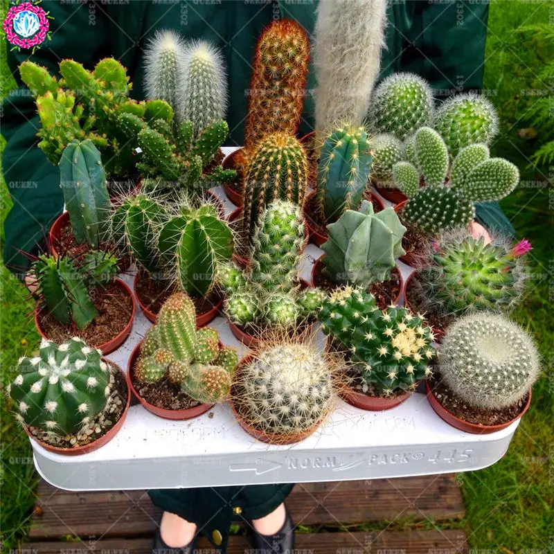 50pcs Mixed Cactus Real Prickly Pear Succulent Plant Lithops Bonsai Planting for DIY Home Garden Supplies Potted 50pcs Mixed Cactus Real Prickly Pear Succulent Plant Lithops Bonsai Planting for DIY Home Garden Supplies Potted