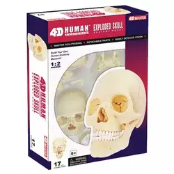 4D белая голова Скелет собранный скелет модель бесплатная доставка