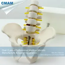 CMAM-PELVIS06 Half Life-Size Pelvis with 5pcs Lumbar Vertebrae Anatomy Model,Lumber Vertebrae Model