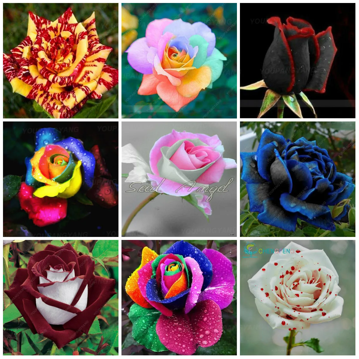 

Rare Color Exotic Bonsai 100 Pcs Rose Flower Rainbow Roses Flowers Plants Garden Bonsai Jardim Plantas