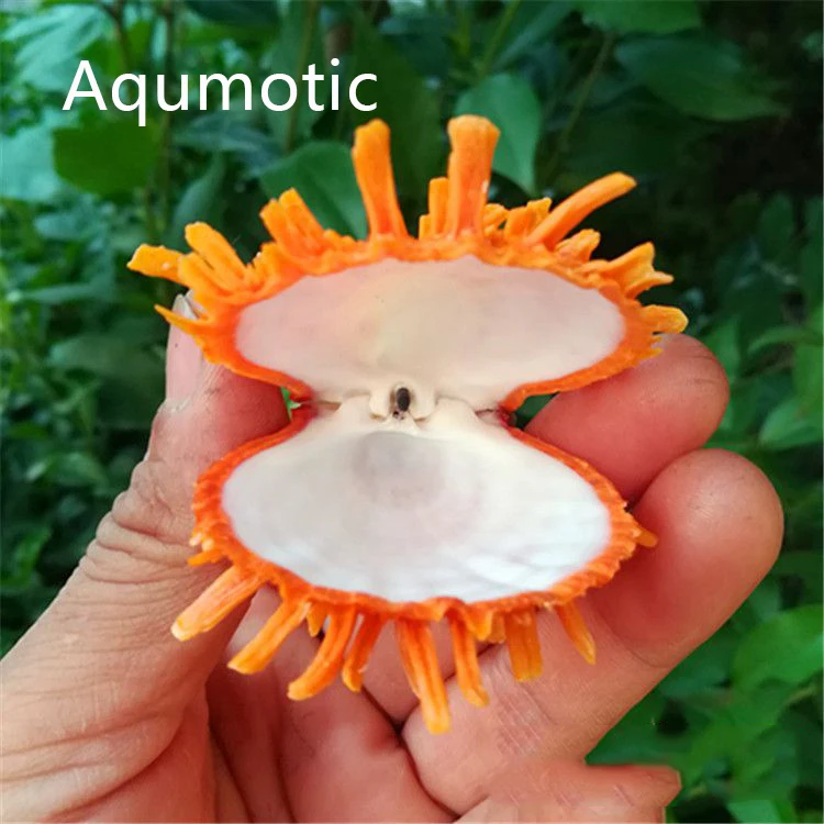 

Aqumotic Orange Shell Natural Sea Daisy Clam Spondylidae Water Tank Decor about 9cm Seldom Clam Beauty Aquarium Decoration