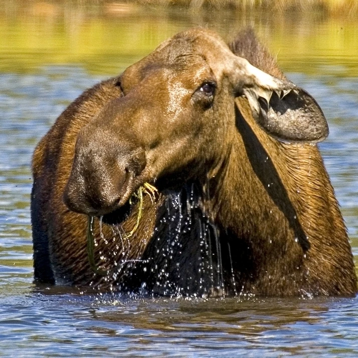 Moose Feeding In A Pond In Denali National Park & Preserve  Interior Alaska  Autumn Poster Print (34 x 24)