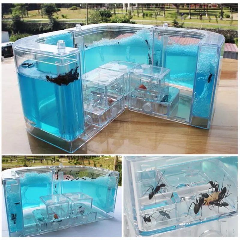 Ant Farm Gel Maze 3D Educational Nursery Live Feeding System Ant