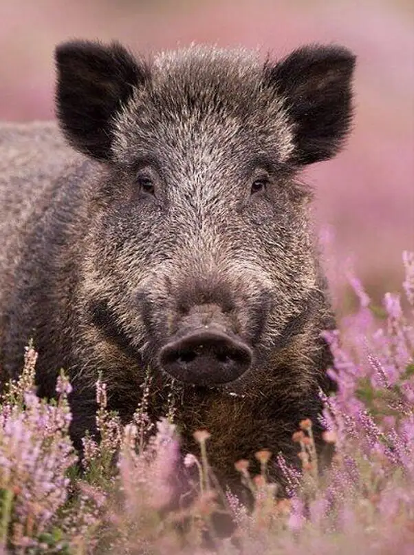 wild boar forest animals