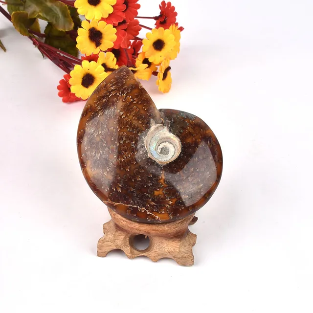 Best Offers 1pcs Natural Beautiful Ammonite Fossils Conch Fossil Specimen Cure Madagascar