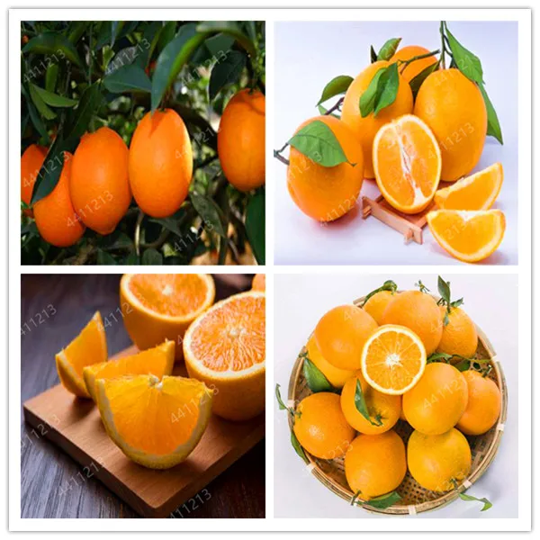 

20PCS Bonsai Orange Potted Edible Tangerine Citrus Fruit Dwarf Orange Tree Indoor Plant For Home Garden plants