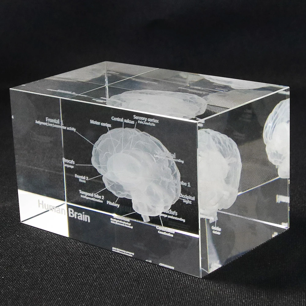 Collectibles 3D Human Brain Anatomical Model Paperweight Laser Etched
