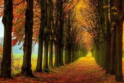 Полотно Ткани Плакат (рамка доступна) красивый Осенний пейзаж деревья Красные Листья FJ056 для декора стен комнаты декор дома украшения