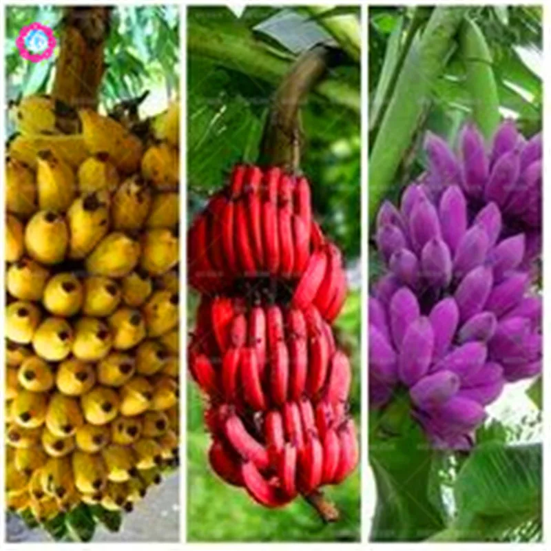 Bonsai 50pcs Banana Dwarf Fruit Trees Delicious Perennial Flores Home