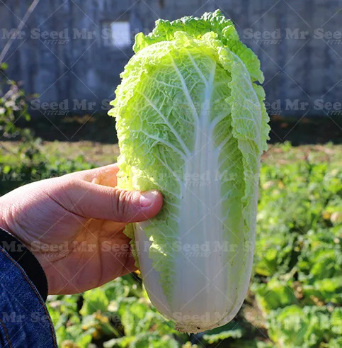 

100pcs Mini Chinese Cabbage plant Vegetable plant Cabbage Vegetable Organic Home Garden Bonsai Plant Fast Grow
