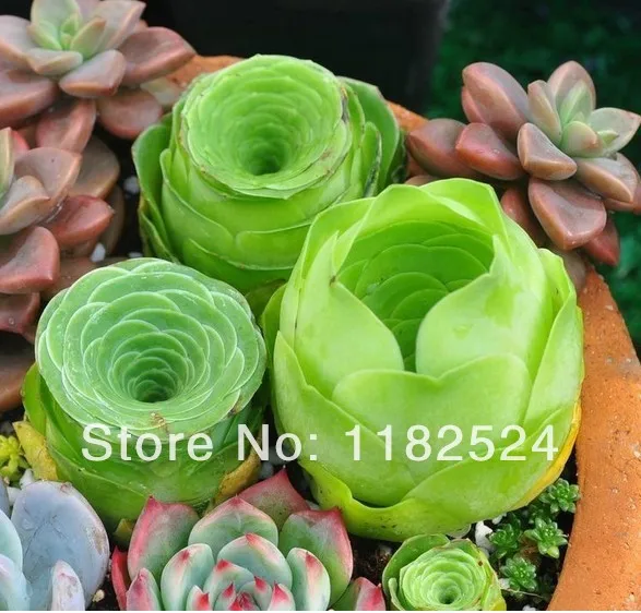 

100pcs Rare Greenovia Aurea succulent cactus Flower plant~similar to Echeveria~aeonium