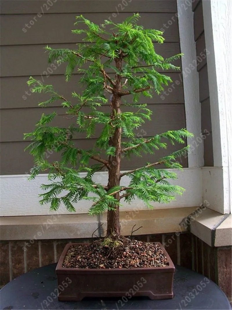 50 Pcs Dawn Redwood Forest Bonsai - Bonsai Tree - Metasequoia glyptostroboides 50 Pcs Dawn Redwood Forest Bonsai - Bonsai Tree - Metasequoia glyptostroboides