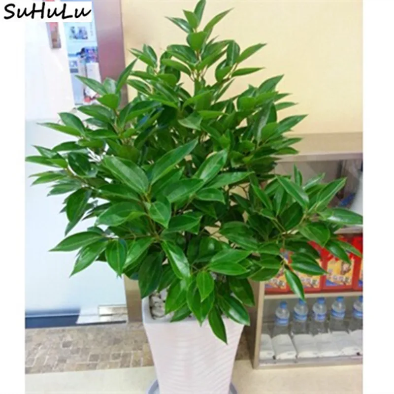 20 Pcs Cinnamon Bonsai Evergreen Tree Potted Plant Home Garden Indoor