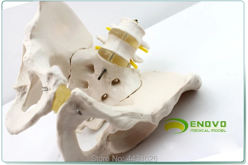 ENOVO мужской модели таза два поясничных позвонков тазовой кости сакрального копчиковый человека. Bone модель ортопедии