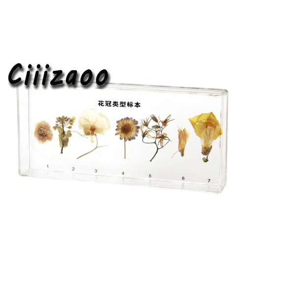 

Corolla Types Specimen paperweight Taxidermy Collection embedded In Clear Lucite Block Embedding Specimen