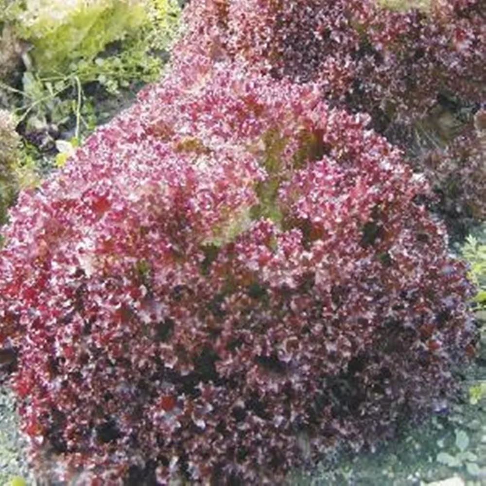 

Lettuce Salad Lollo Rossa Russian Organic Heirloom Vegetable 100