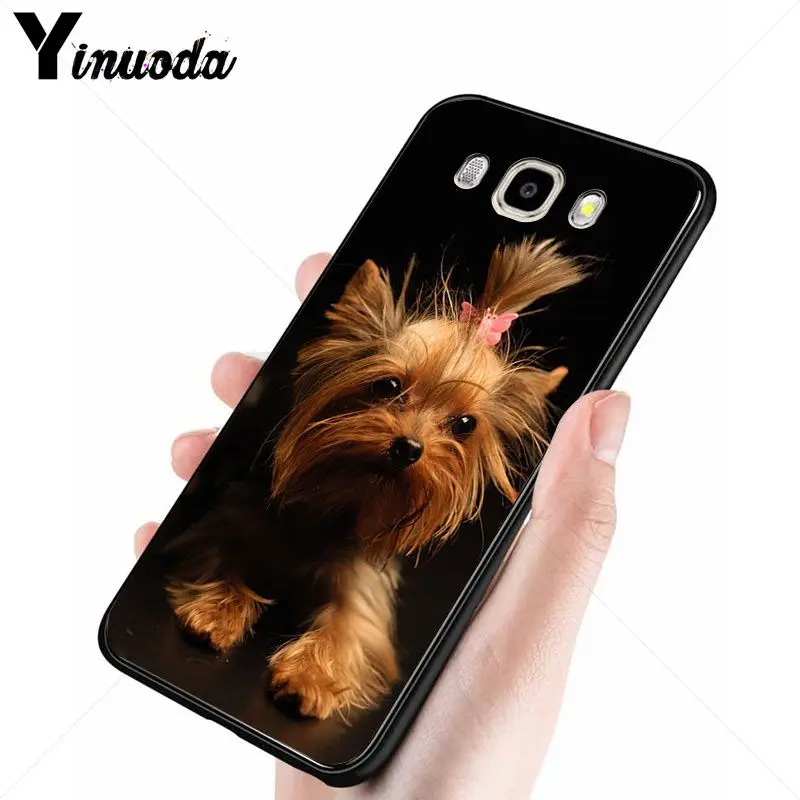 yorkshire terrier dog puppy 