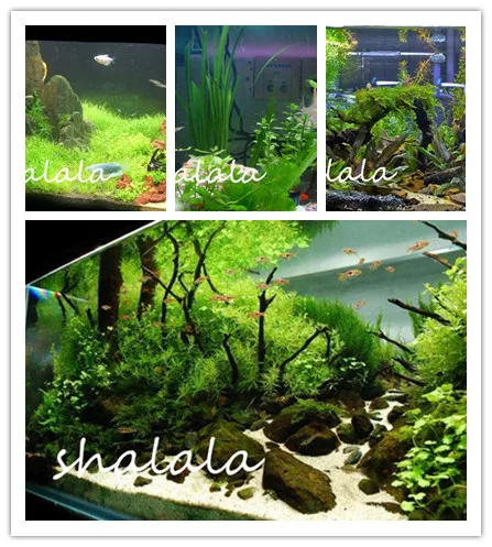 

2019 New Arrival Aquarium Plant Pine Tree De Plantas Raras Fish Tank Aquatic Plant Indoor Perennial Herb Plant 1000pcs