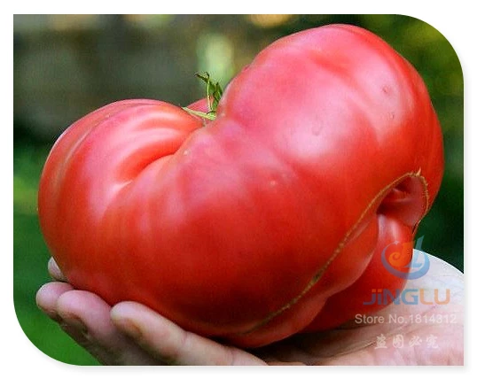 Pink Brandywine 'Sudduth's Strain', 100 seeds, huge beefsteak tomato,  luscious flavor, non GMO . - AliExpress