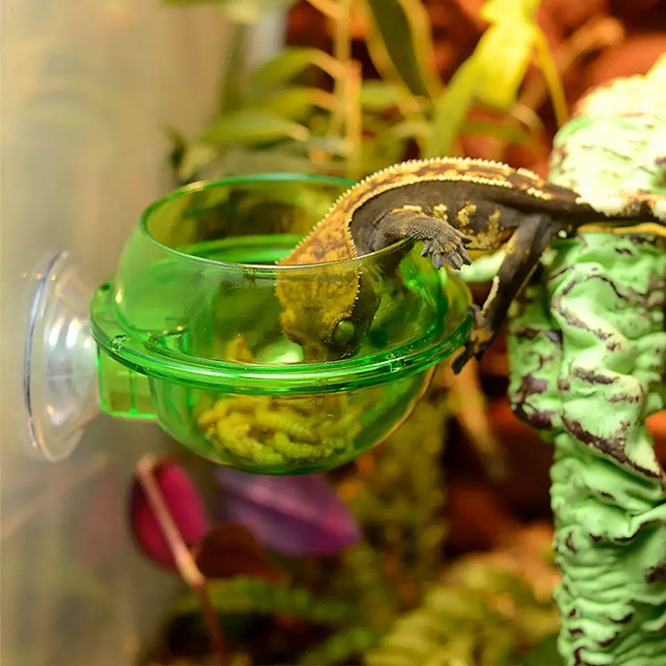 Eonmir Suction Cup Feeder Reptiles Ledge Accessories Supplies For