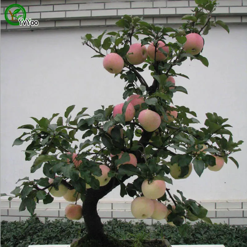 Online Buy Wholesale apple fruit tree from China apple fruit tree