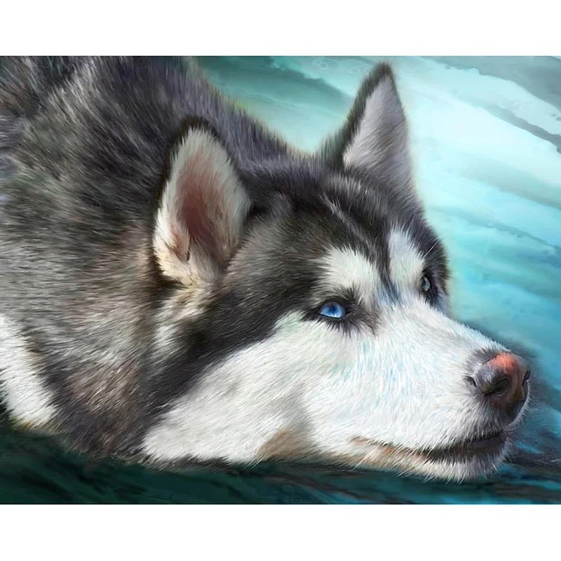 siberian-husky-carol-cavalaris
