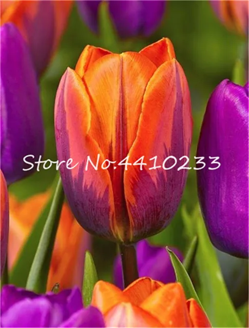 Bonsai 100 sztuk Bonsai tulipan (nie tulipan żarówki) 24 odmiany Rainbow Tulip wysokiej klasy kwiat doniczkowa roślina najpiękniejsza * kolorowe tanie i dobre opinie Kwitnące rośliny Mini duże małe średnie Wykluczone Bardzo proste Wieloletnich Umiarkowany Upiększających Raka Bonsai 100 sztuk Bonsai tulipan (nie tulipan żarówki) 24 odmiany Rainbow Tulip wysokiej klasy kwiat doniczkowa roślina najpiękniejsza * kolorowe tanie i dobre opinie Kwitnące rośliny Mini duże małe średnie Wykluczone Bardzo proste Wieloletnich Umiarkowany Upiększających Raka