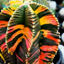 Free Shipping 100+ Aztekium valdezii – Very Unusual Cactus – Fresh Seeds