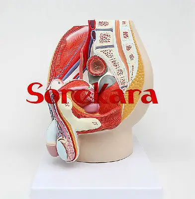 

Human Anatomical Male Genital Urinary Pelvic System Dissect Medical Organ Model School Hospital